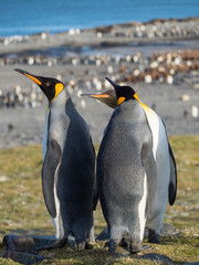 King Penguin (Aptenodytes patagonicus) on the island of South Georgia, rookery in St. Andrews Bay. Courtship behavior.