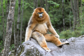 Asia, Shaanxi, Foping National Nature Reserve, golden snub-nosed monkey (Rhinopithecus roxellana), endangered. Male monkey on a boulder in the forest. © Ellen Goff/Danita Delimont