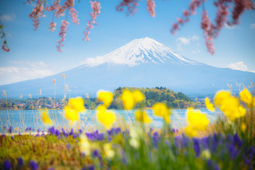 Mt diamond fuji with snow and flower garden along the lake walkway at Kawaguchiko lake in japan, Mt...