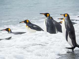 Fototapeta na wymiar King Penguin (Aptenodytes patagonicus) on the island of South Georgia, the rookery on Salisbury Plain in the Bay of Isles. Adults entering the sea.