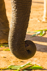 Myanmar. Shan State. Near Kalaw. Green Hill Valley Elephant Camp. Elephant's trunk.