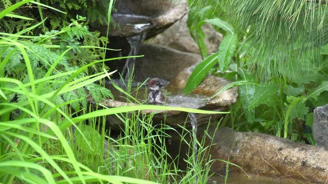 Sparrow. In warm spring, a bird bathes in a fountain.