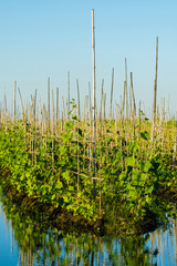 Obraz premium Myanmar. Shan State. Inle Lake. Floating farm. Tomato plants.
