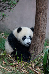 Asia, China, Sichuan Province, Chengdu, Chengdu Research Base of Giant Panda Breeding, giant panda (Ailuropoda melanoleuca), endangered. A young giant panda explores its compound.