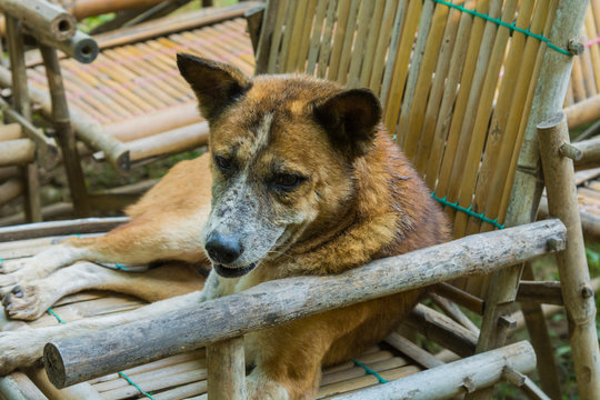 Myanmar. Mandalay. Inwa. Local dogs rest in the midday heat.