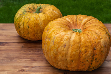 Side view of two large yellow pumpkins lying next to each other on a brown wooden surface against a background of green grass