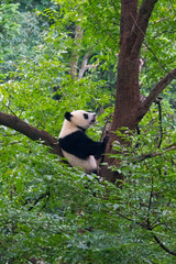 Fototapeta premium Panda on tree, Panda Reserve, Ya'an, Sichuan, China