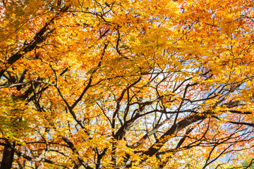 Yellow and orange maple leaves in autumn season with blue sky blurred background, taken from Hokkaido Japan.