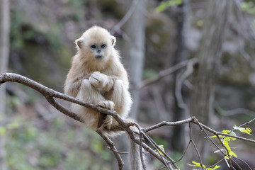 Asia, Shaanxi, Foping National Nature Reserve, golden snub-nosed monkey (Rhinopithecus roxellana), endangered. An infant of less than a year old show off his white coat while sitting in a tree.