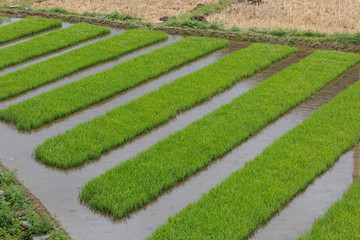 Asia, China, Yunnan Province, Yun-ling Mountains, Tacheng. Fields of rice seedlings ready to be planted.