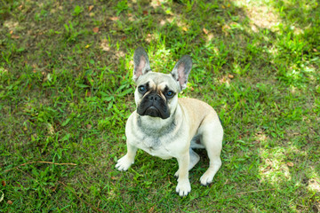 Close up portrait of a French Bulldog