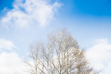Trees without leaves in winter at a day with blue sky. Bare tree branches against the sky.