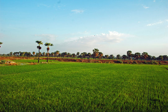 Myamar, Green ricefield, coconut trees in the background