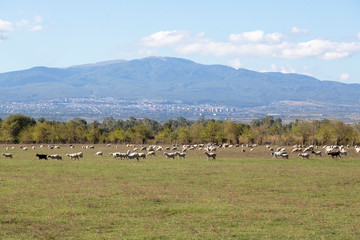 Obraz premium Georgia, Telavi. Fields of sheep on the road near Telavi.