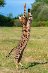 Bengal cat jumping in the garden, beautiful pet trying to catch something