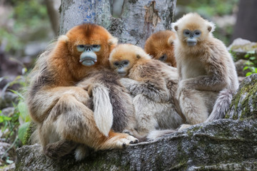 Asia, Shaanxi, Foping National Nature Reserve, golden snub-nosed monkey (Rhinopithecus roxellana), endangered. Adult male monkey with two juveniles and female.