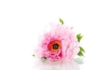 Naklejka premium Pink Peony flower ,Paeonia suffruticosa, isolated on white