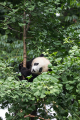 Obraz premium Asia, China, Sichuan Province, Chengdu, Chengdu Research Base of Giant Panda Breeding, giant panda (Ailuropoda melanoleuca), endangered. A young giant panda climbs into a tree to rest.