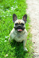 Close up portrait of a French Bulldog