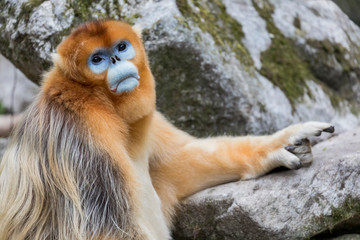Asia, Shaanxi, Foping National Nature Reserve, golden snub-nosed monkey (Rhinopithecus roxellana), endangered. A male poses on a rock.