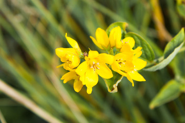 yellow flowers of the common loosestrife (Lysimachia vulgaris), selective focus