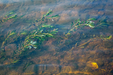Aquatic plants illuminated by the sun's rays view through the surface of the water.