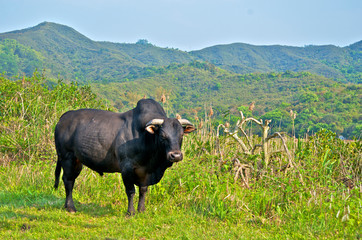 Hong Kong, Fanling, Luk Keng is an old Hakka village near Fanling, Hong Kong. One of the famous Sai Kung feral cattle, a bull, wanders the street and fields of Luk Keng historic village.