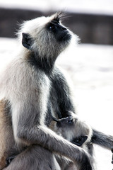 Ranthambore National Park, Rajasthan, India. Baby Grey Langur Monkey Sucks on its Mother's Nipple