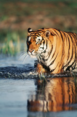 Obraz na płótnie Canvas India, Bengal Tiger (Panthera Tigris)