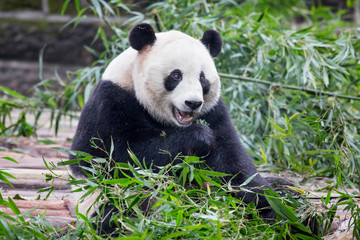 Obraz premium China, Sichuan Province, Chengdu, Giant Panda Bear (Ailuropoda melanoleuca) eating bamboo shoots at Chengdu Research Base of Giant Panda Breeding