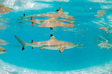 Black Tip Reef Shark Passing by inside Moorea lagoon in French Polynesia