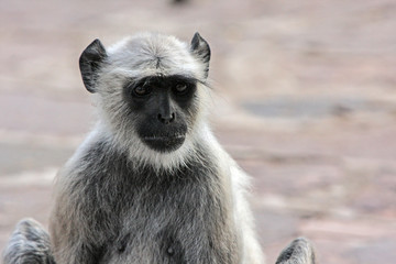Ranthambore National Park, Rajasthan, India. Grey Langur Monkey sitting