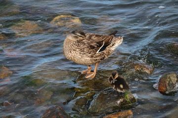 ente und küken