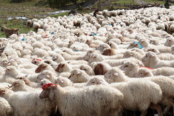 Fototapeta premium Georgia, Mtskheta, Juta. A herd of sheep crossing the road in Juta.