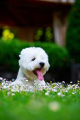 West Highland Terrier