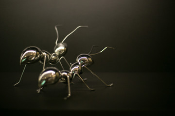 Two Silver ants walking together