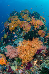 Naklejka na ściany i meble Indonesia, West Papua, Raja Ampat. Coral reef and fish. Credit as: Jones & Shimlock / Jaynes Gallery / DanitaDelimont.com