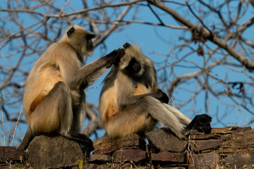 Monkeys. Ranthambore National Park, Sawai Madhopur. Rajasthan. India.