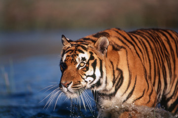 Fototapeta na wymiar India, Bengal Tiger (Panthera Tigris)