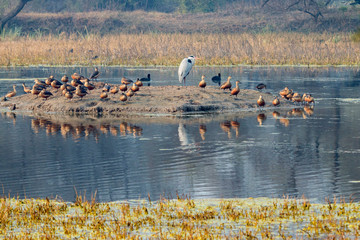 Birds. Keoladeo Ghana National Park. Unesco biosphere reserve. Rajasthan. India.