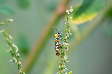Ailanthus Webworm Moth on White Sweet Clover in Summer