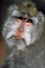 Oceania, Indonesia, Bali, Ubud. Long tailed macaques in sacred Monkey Forest.