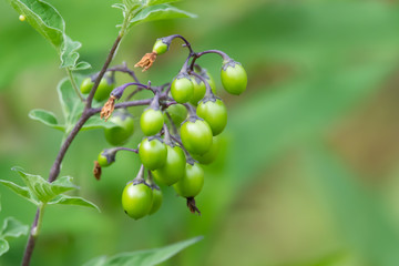 Bittersweet Nightshade Fruits in Summer