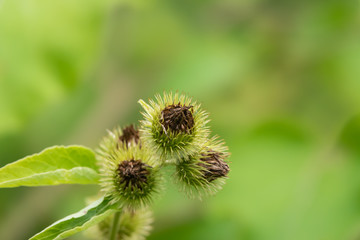 Common Burdock Fruits in Summer