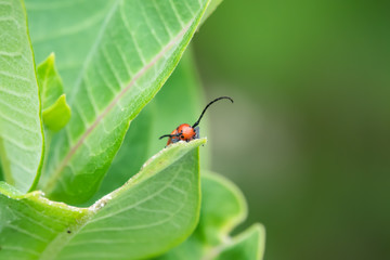 Red Milkweed Beetle on Milkweed Leaf in Summer