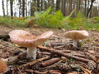 Mushrooms in the forest. Poisonous mushrooms. Inedible mushrooms.