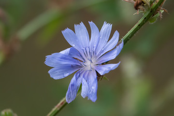 Fototapeta premium Rain on Chicory Flower in Summer