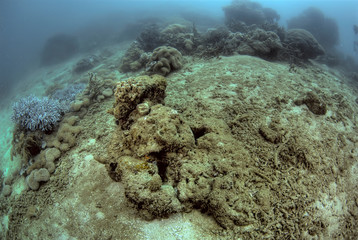 Indonesia, Papua, Raja Ampat. Close-up of damaged reef. Credit as: Jones & Shimlock / Jaynes Gallery / DanitaDelimont.com © Jaynes Gallery/Danita Delimont