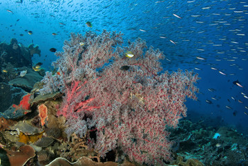 Fototapeta na wymiar Indonesia, Papua, Raja Ampat. Underwater scenic of fish and coral. Credit as: Jones & Shimlock / Jaynes Gallery / DanitaDelimont.com