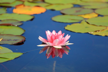 Pink water lily with green lily pads